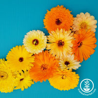 Calendula Seeds - Fancy Mix