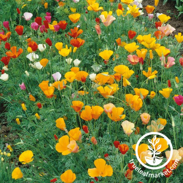 California Poppy