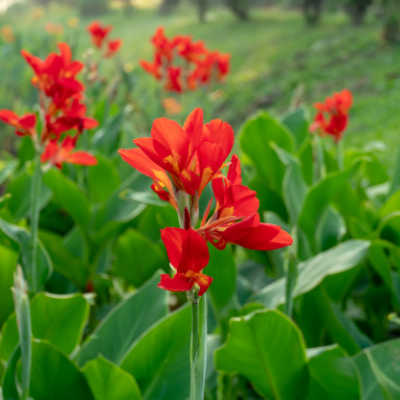 canna lily