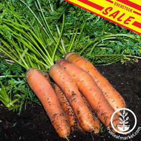 Carrot Scarlet Nantes sale