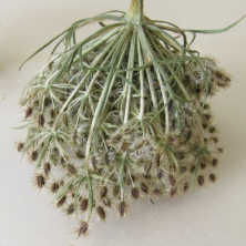 A wild carrot flower displaying ripe seeds