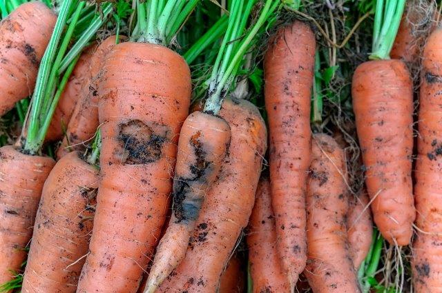 Carrot Rust Fly Damage