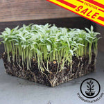 Cilantro Slow Bolt Microgreens sale