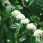 Coffee Seeds - Coffea Arabica Nana Flowers