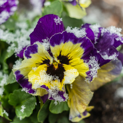 pansy