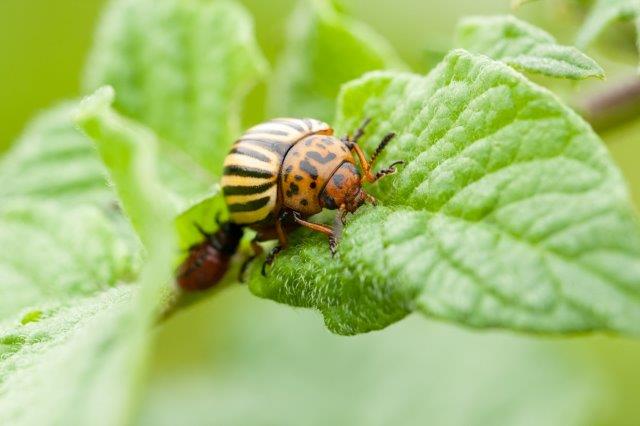 Colorado Potato Beetle Leptinotarsa decemlineata