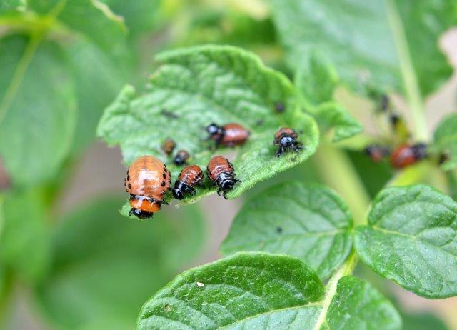 Colorado Potato Beetle Damage