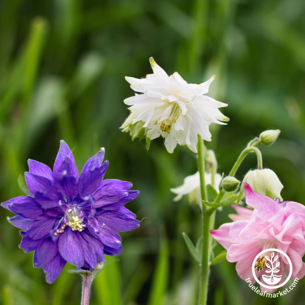 Double Mixed Columbine