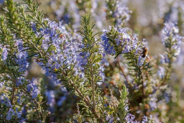 Rosmarinus officinalis