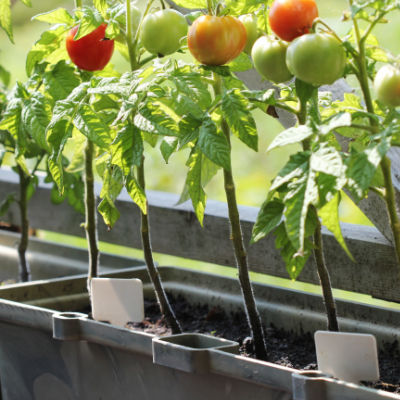 container growing tomatoes