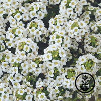 Alyssum Seeds - Clear Crystal