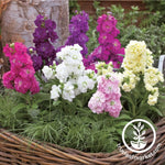 Stock Flower Seeds Harmony Mix