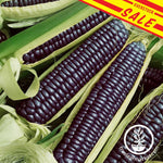 Corn-Ornamental-Blue-Hopi-overstock-sale