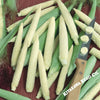 Corn-Popcorn-Japanese-Hulless