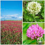 Clover Trio Cover Crop Seed Mix Flower Collage