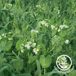 Oats and Peas Cover Crop Seed Mix Green Field