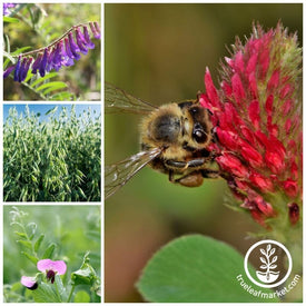 No-Till Pollinator Friendly Cover Crop Seed Mix Collage