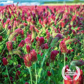 Crimson Clover Organic 