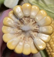 Cross-section of a sweetcorn cob