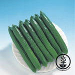 Cucumber Seeds - Tsuyataro - Hybrid
