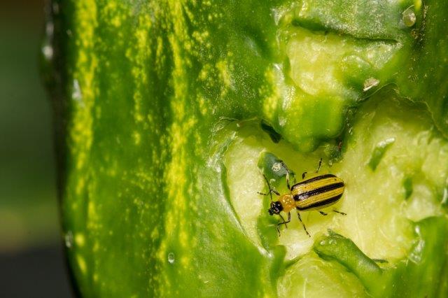 Striped Cucumber Beetle Damage