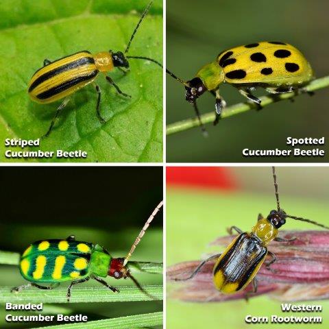 Striped and Banded Cucumber Beetles