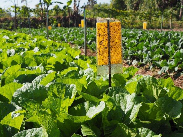 How to Get Rid of Cucumber Beetles