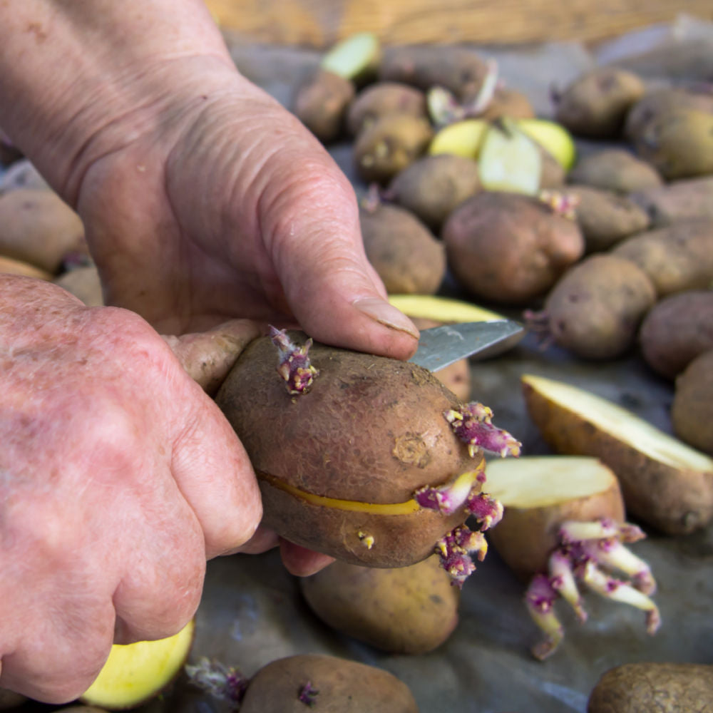 cutting seed potatoes