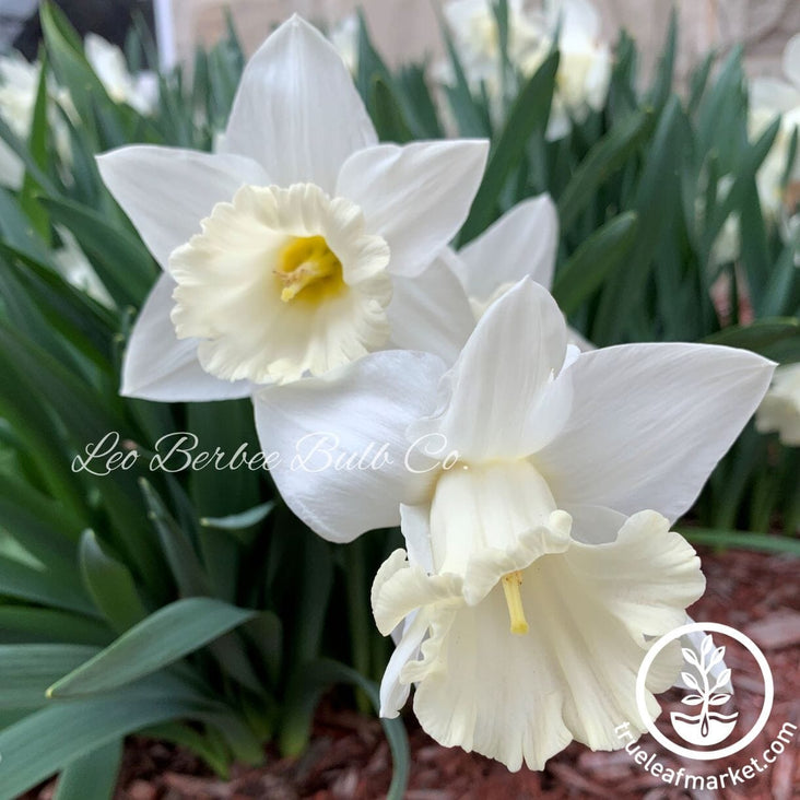 Daffodil Bulbs - Trumpet 'Mount Hood'