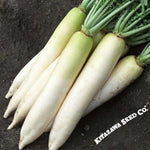 Daikon Minowase Radish Seeds