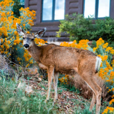 deer on a slope