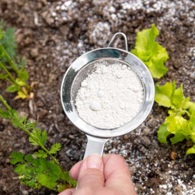 sprinkling diatomaceous Earth powder in the garden