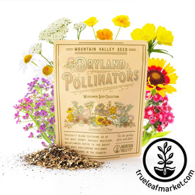 Wildflower Seeds - Dryland Pollinators Gift Bag