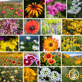 Wildflower Seeds - Dry Land Mix Collage