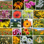 Wildflower Seeds - Dryland Pollinators Collage