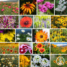 Wildflower Seeds - Dryland Pollinators Collage