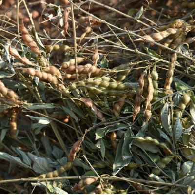 Peas cut for a green manure