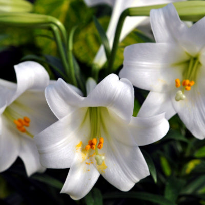 Easter lily bloom