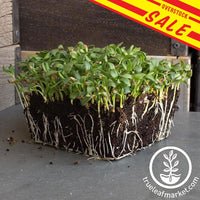 Fenugreek Organic Microgreens Sale.