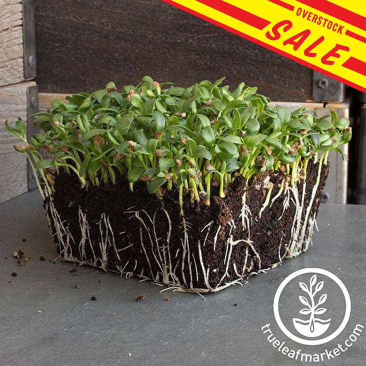 Fenugreek Organic Microgreens Sale.