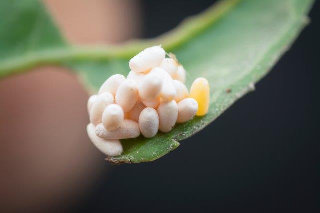 Flea Beetle Eggs