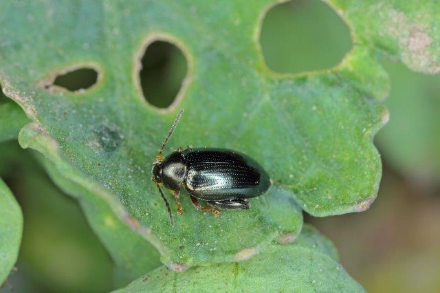 Spinach Flea Beetle Disonycha xanthomelas