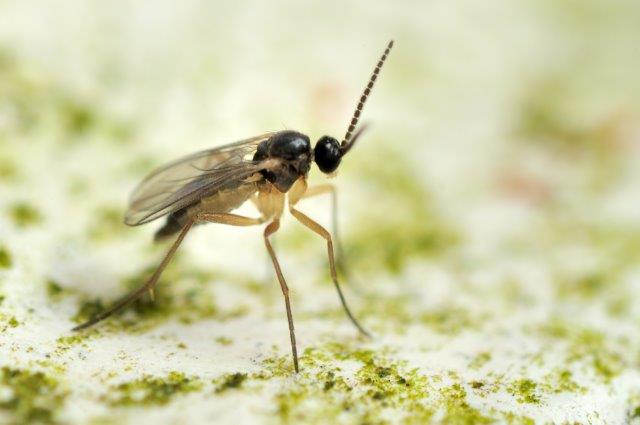 Fungus Gnats on Plants