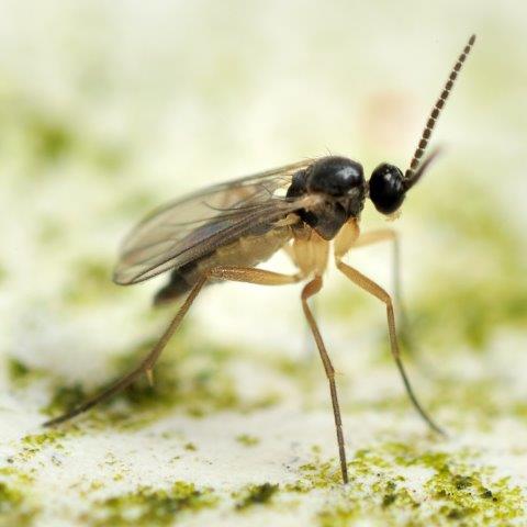 Fungus Gnats