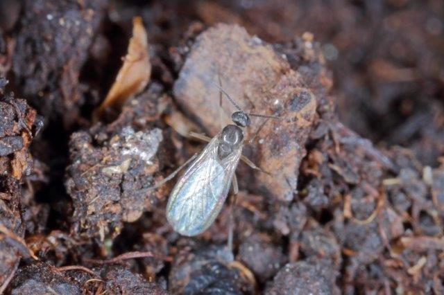 Fungus Gnats in Soil