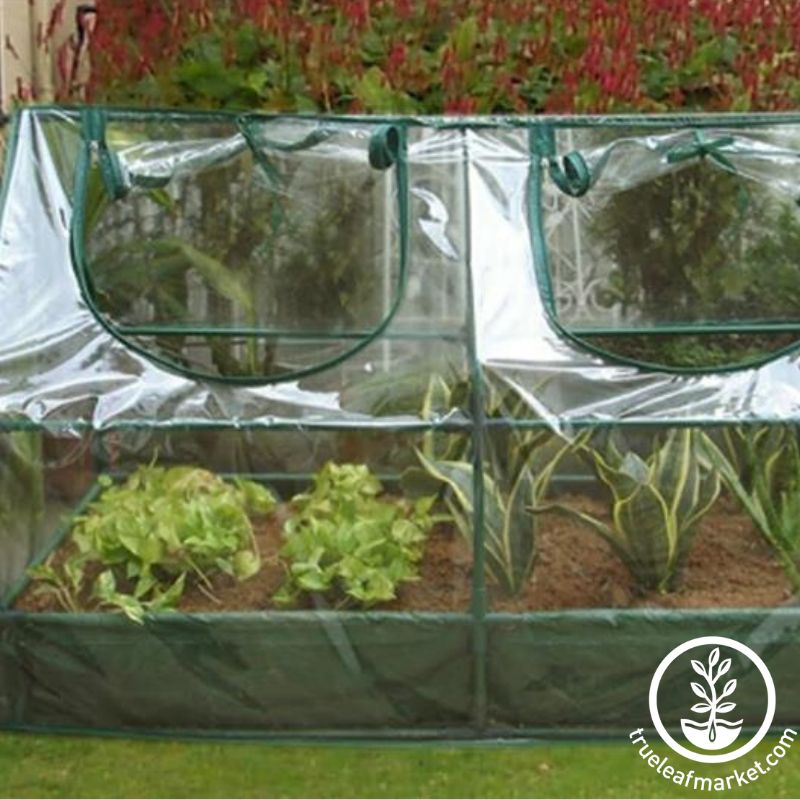 raised garden bed with greenhouse cold frame cloche cover