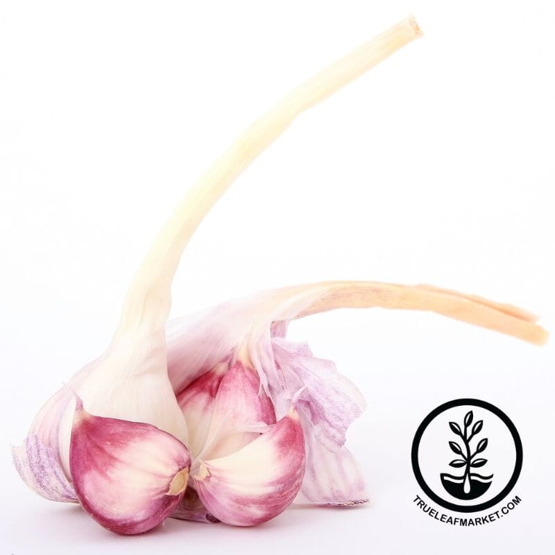 purple glazer garlic