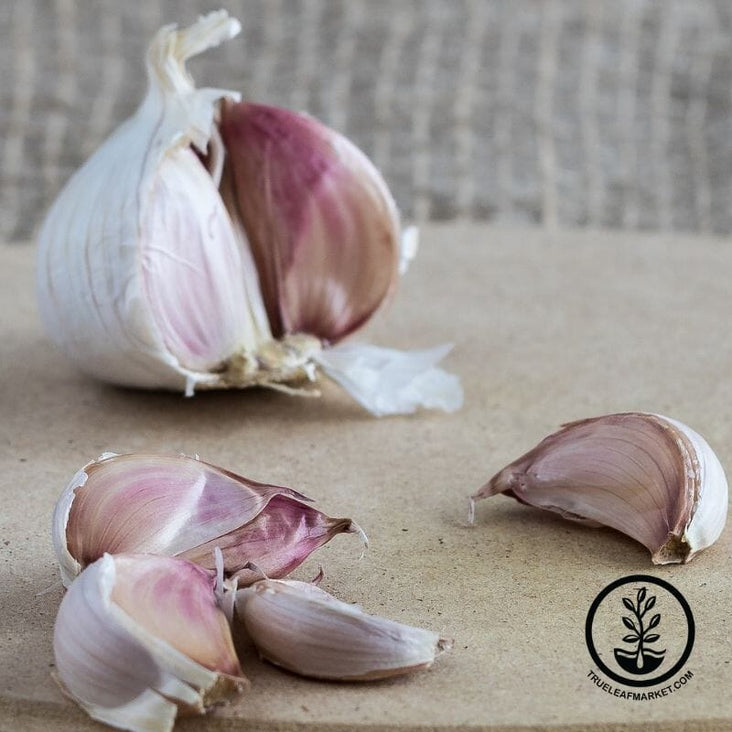 Garlic Bulbs - Hardneck - Krandasger Red Bulb