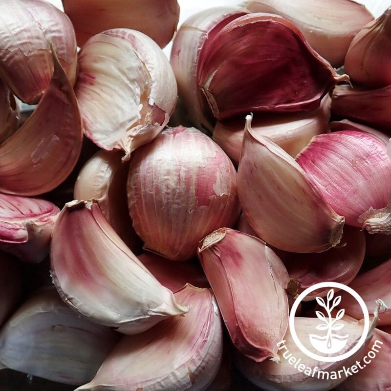 Inchelium Red Garlic Bulbs