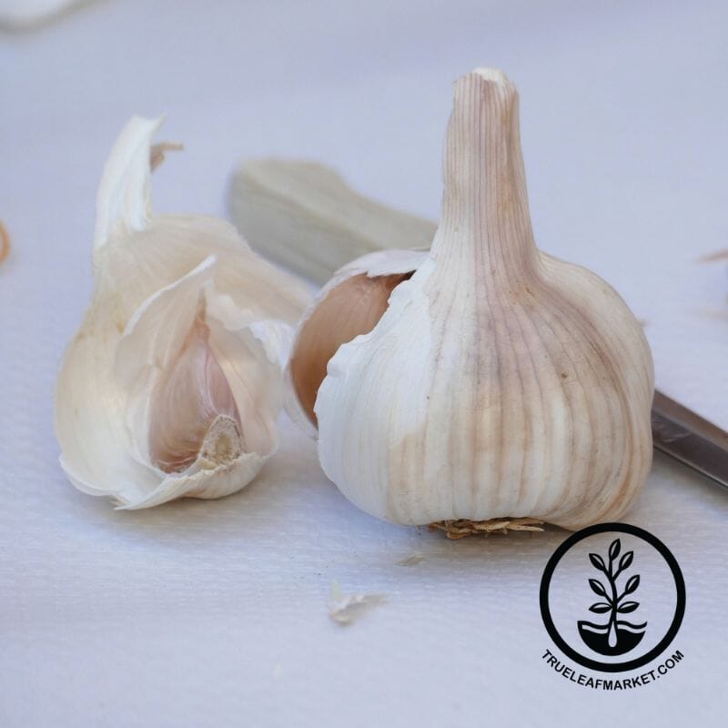 Nootka Rose Garlic Bulbs